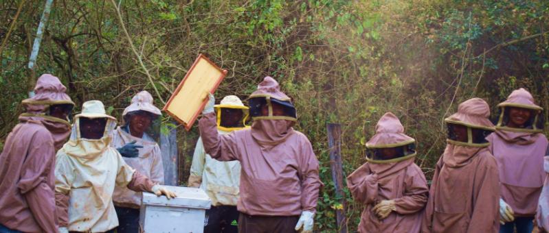 Das Bild zeigt mehrere Personen vor einem Bienenstock in Schutzkleidung. In der Mitte hält eine Person eine Wabe hoch.